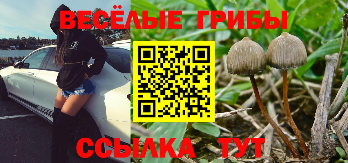 Рассказово  где можно купить наркотик  Вход с VPN  Псилоцибиновые грибы ЛСД  Галлюциногенные грибы GOLDEN TEACHER 